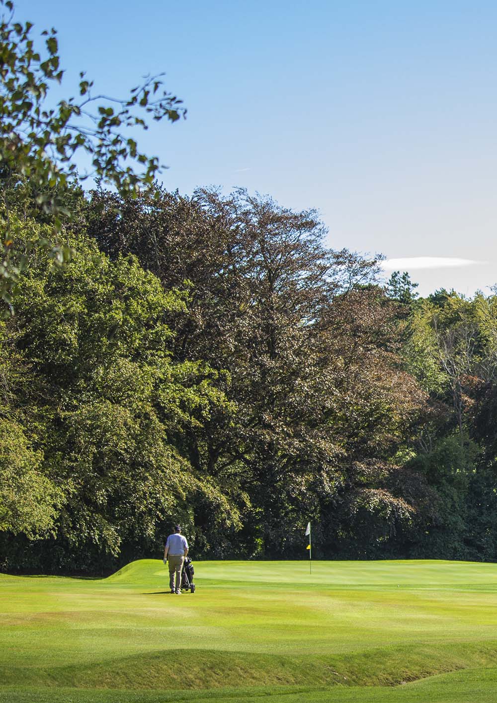 Mature trees around a green at Foxrock